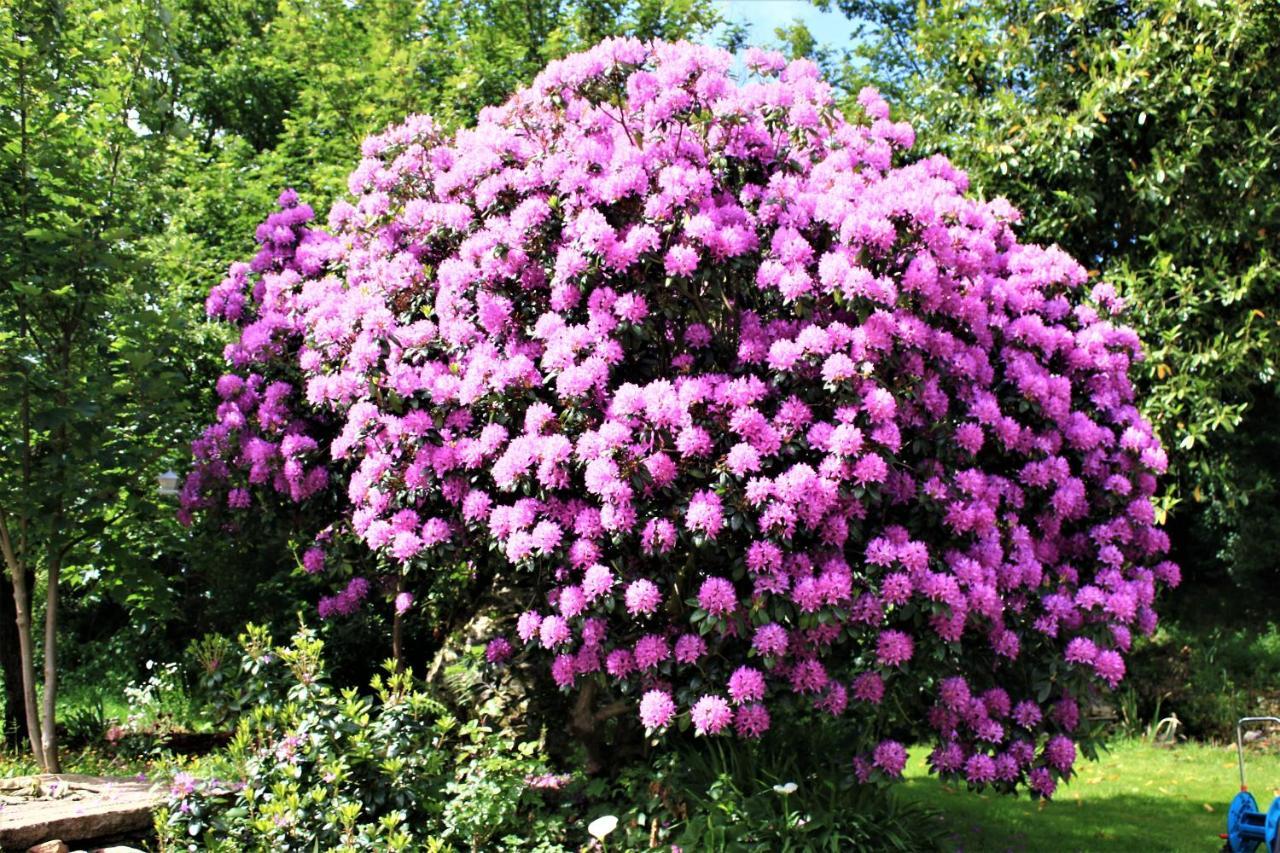 Keryerna Ar C'haouled aux Hortensias clévacance Saint-Méen Exterior foto